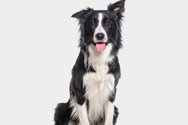 C&aacute;ncer de piel en perros: tratamiento