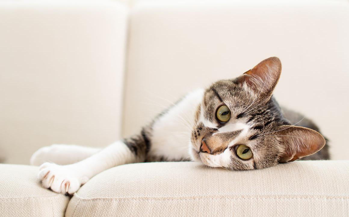 Pourquoi mon chat fait-il comme s&rsquo;il allait vomir?