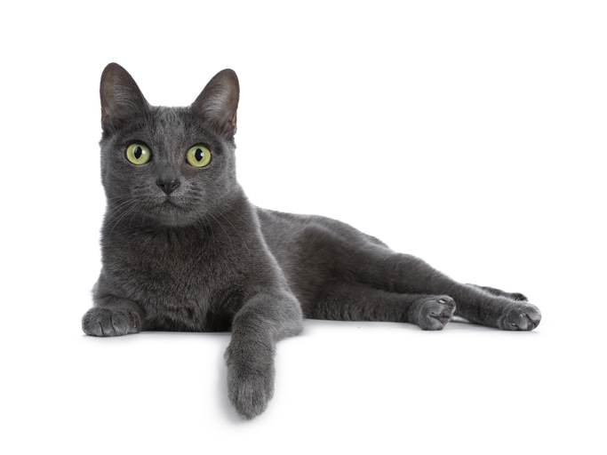 toux-chez-le-chat-2.jpg