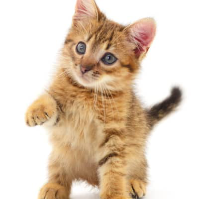 &iquest;C&oacute;mo saber si un gatito es macho o hembra?