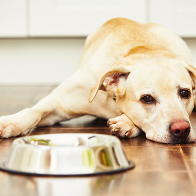 &iquest;Son importantes las vitaminas para perros que no comen?