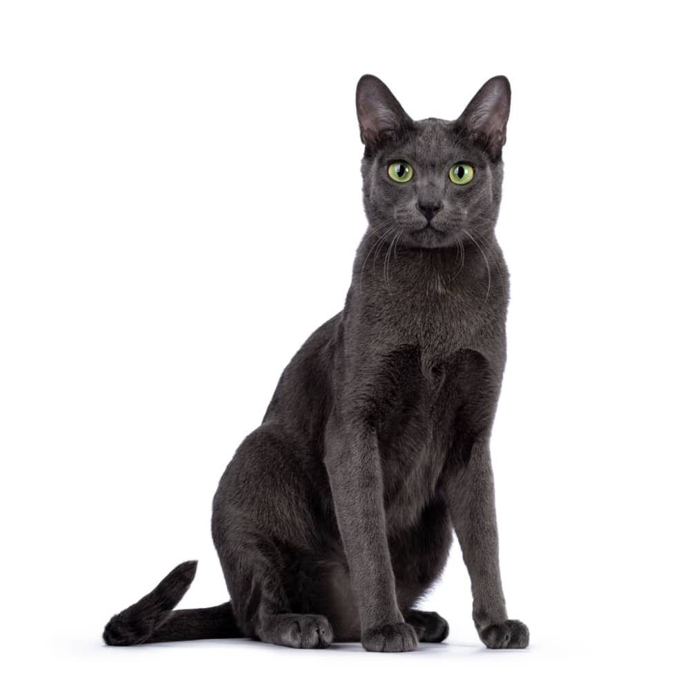 gato-delgado-002.jpg
