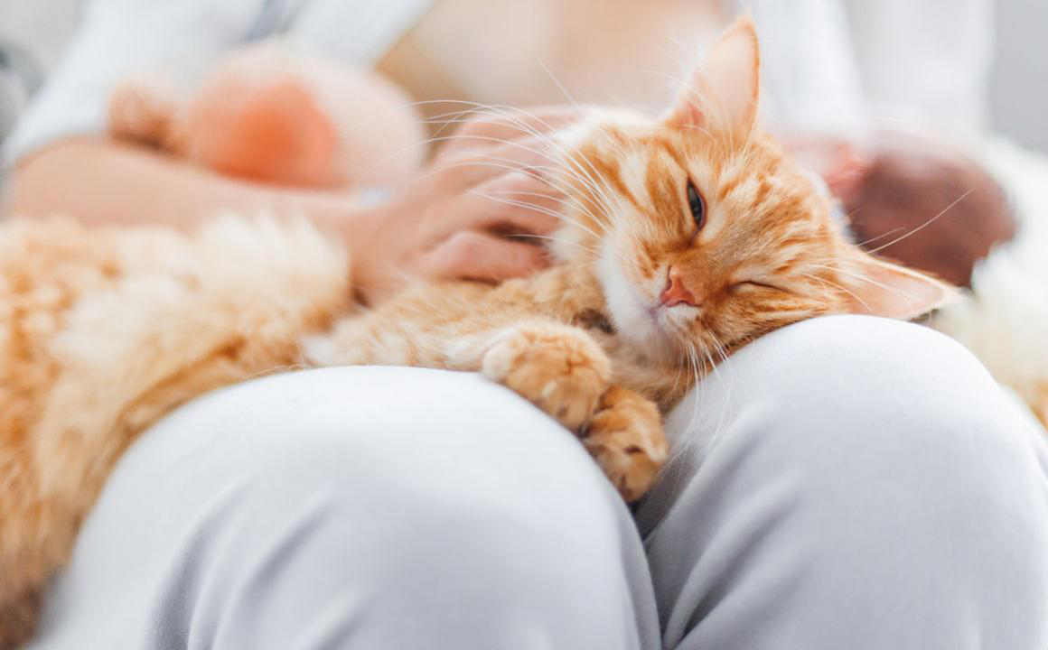&iquest;Por qu&eacute; mi gato est&aacute; muy pegado a mi y me sigue a todos lados?