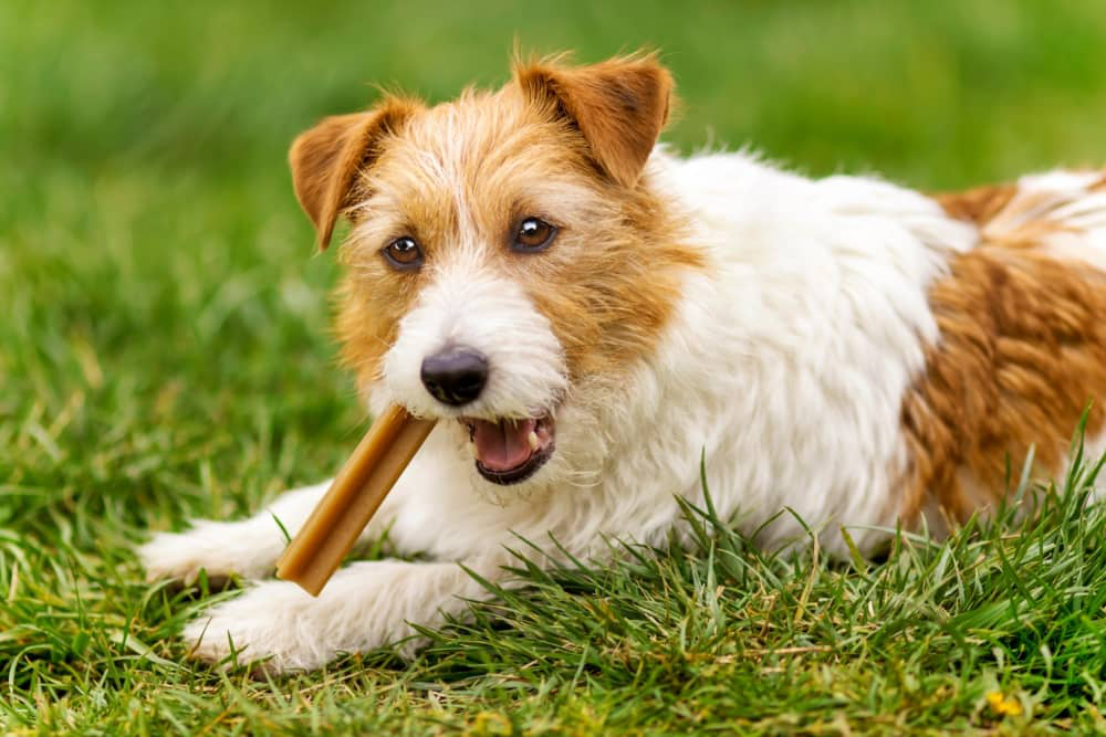 tartaro-denti-cane-003.jpg
