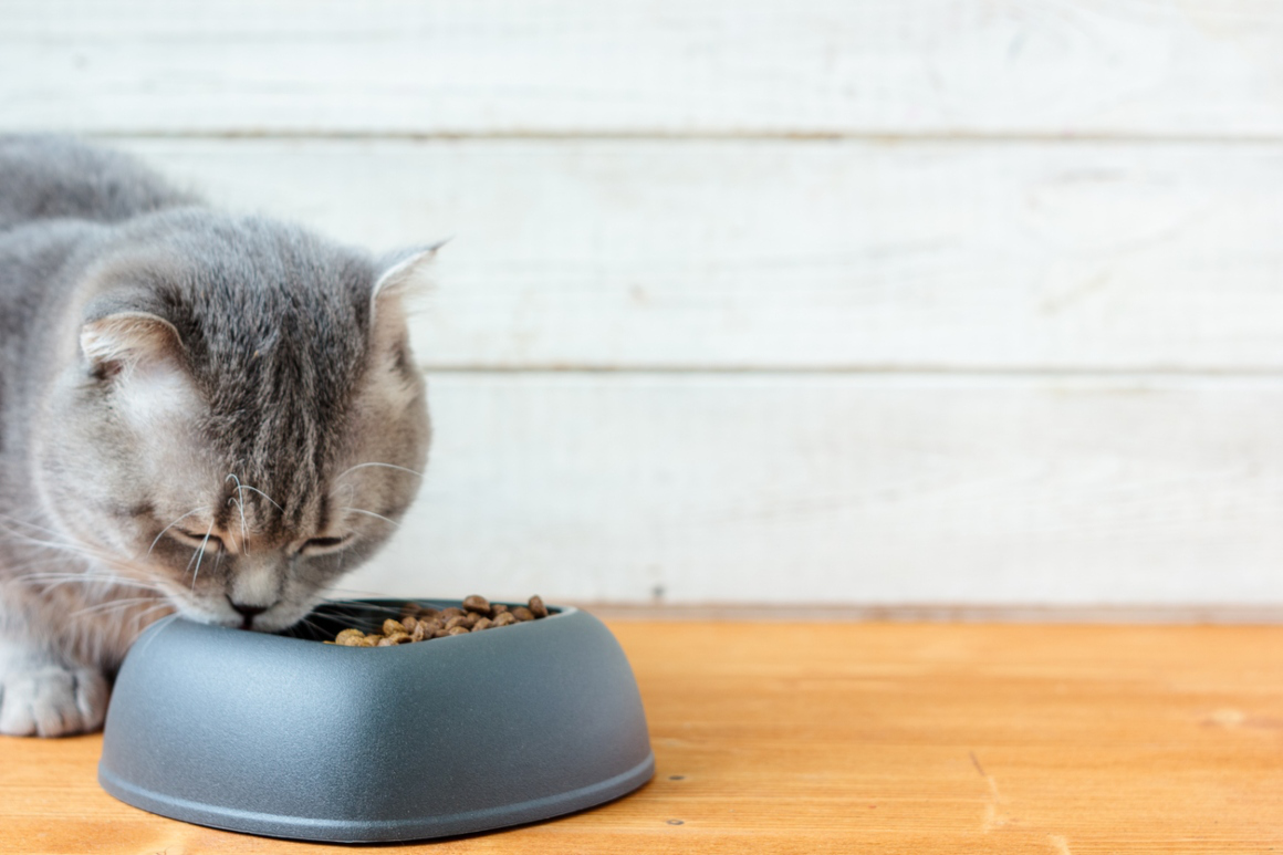 estimular-apetito-gato-2.jpg