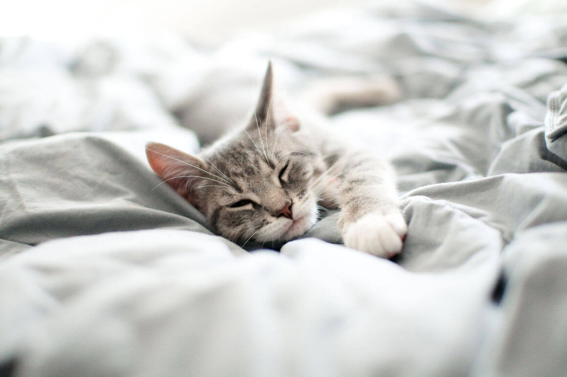 perche-il-gatto-dorme-con-me-2.jpg