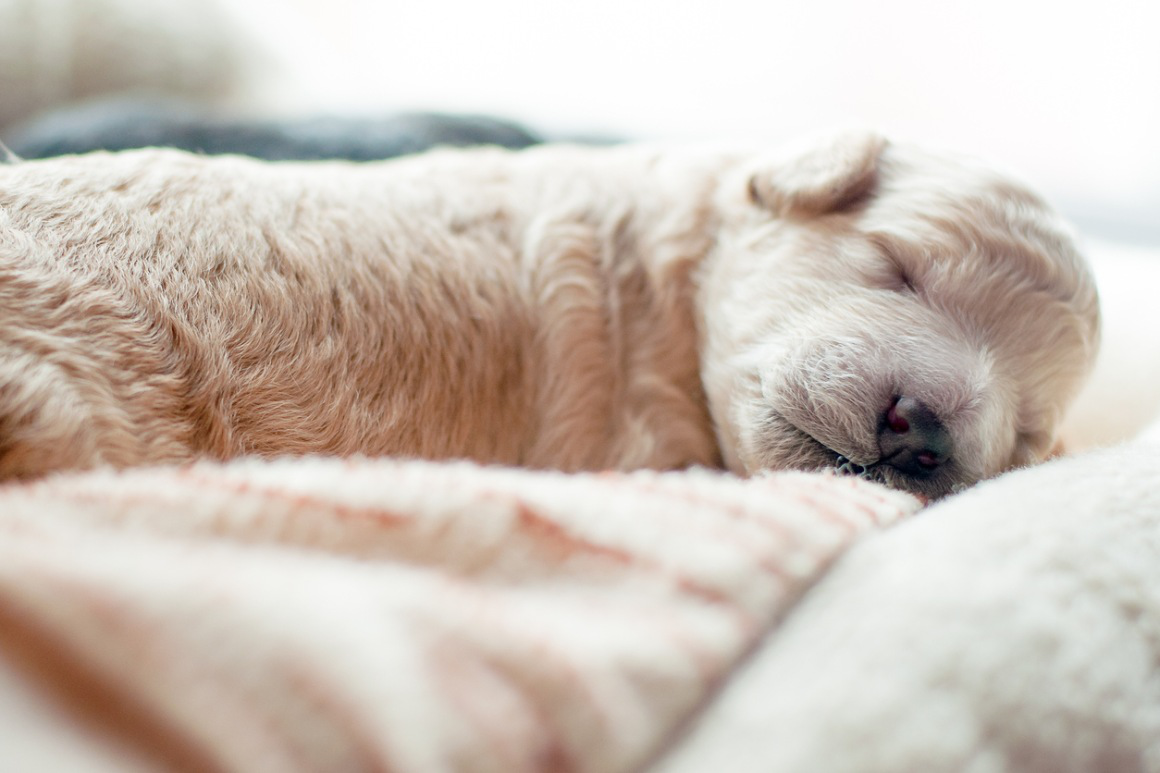 cuanto_duerme_un_cachorro_2.jpg