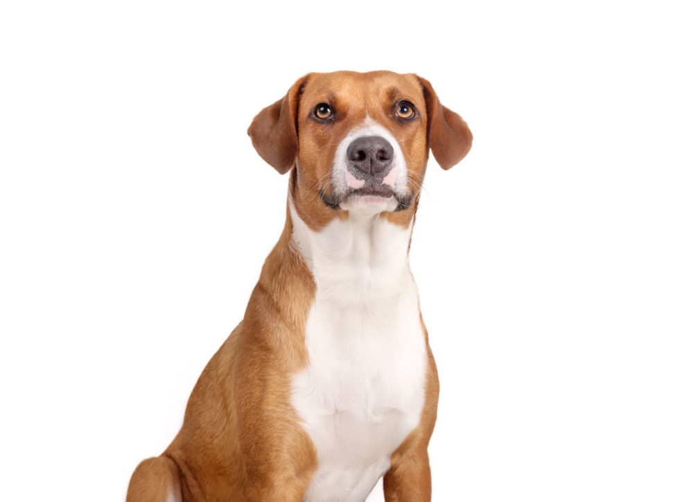 leishmaniasis-visceral-perros-002.jpg