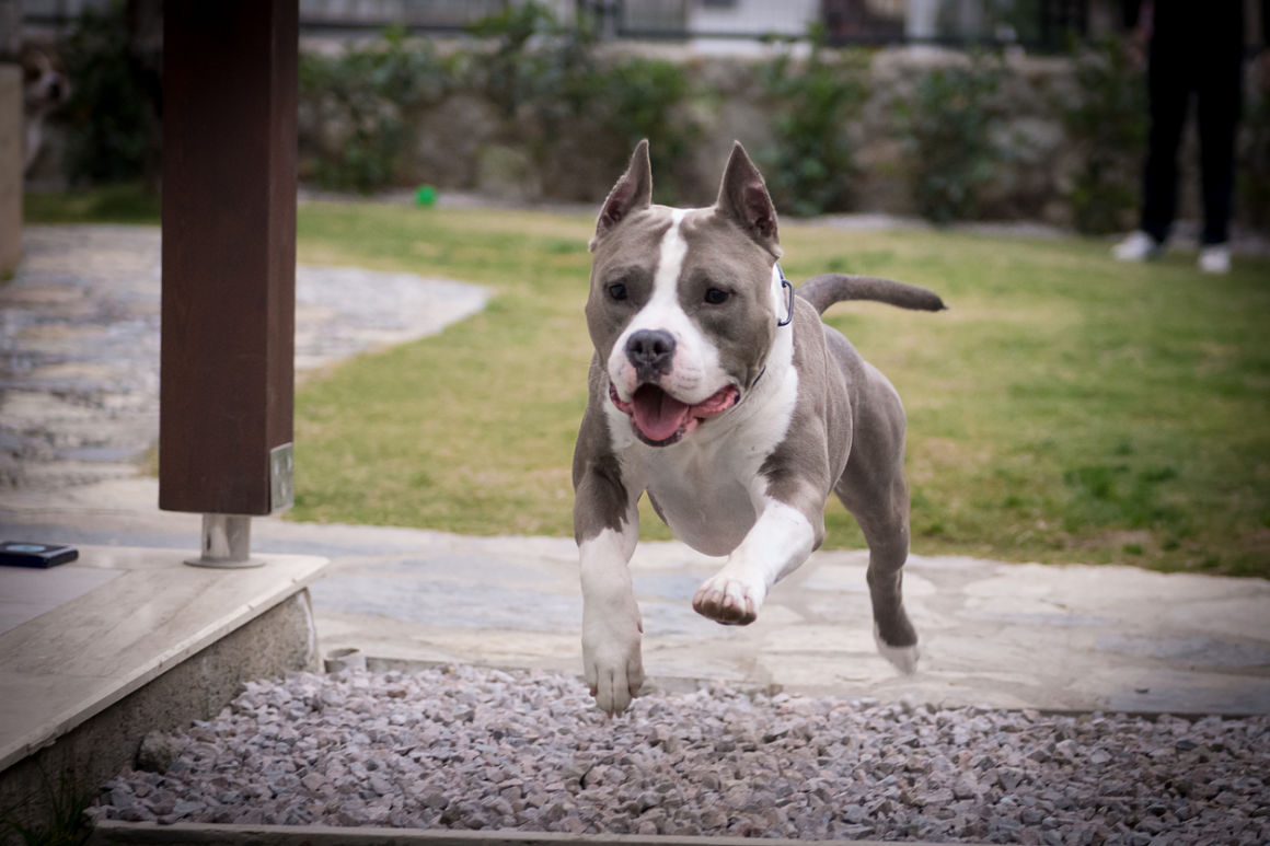 american_staffordshire_2_0.jpg