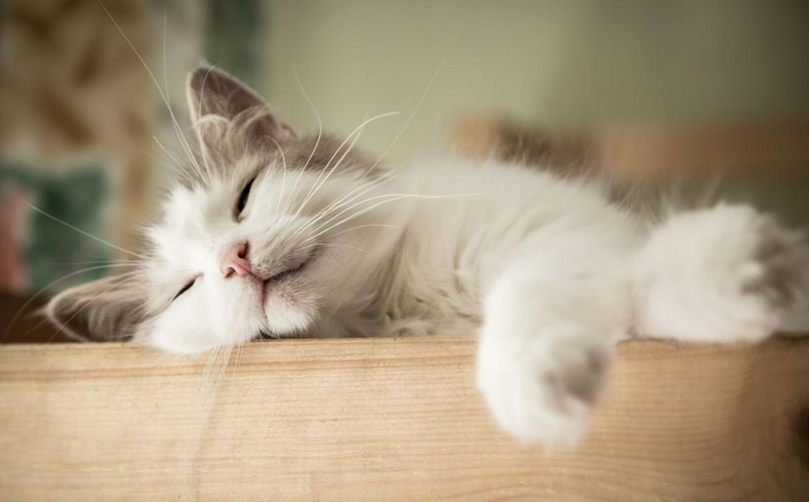 &iquest;C&oacute;mo saber si mi gato tiene anemia?