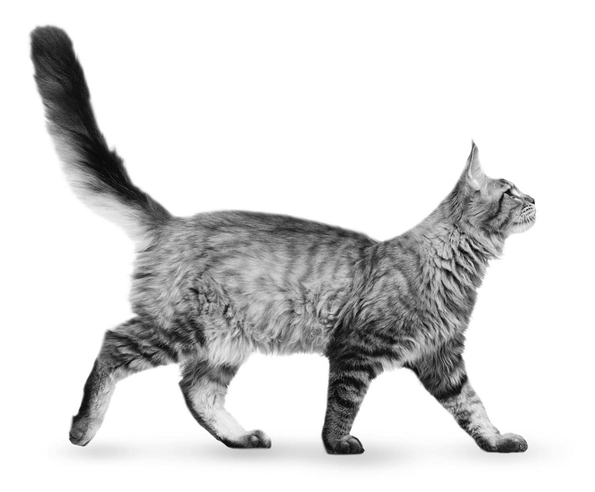 mi_gato_vomita_bolas_2.jpg