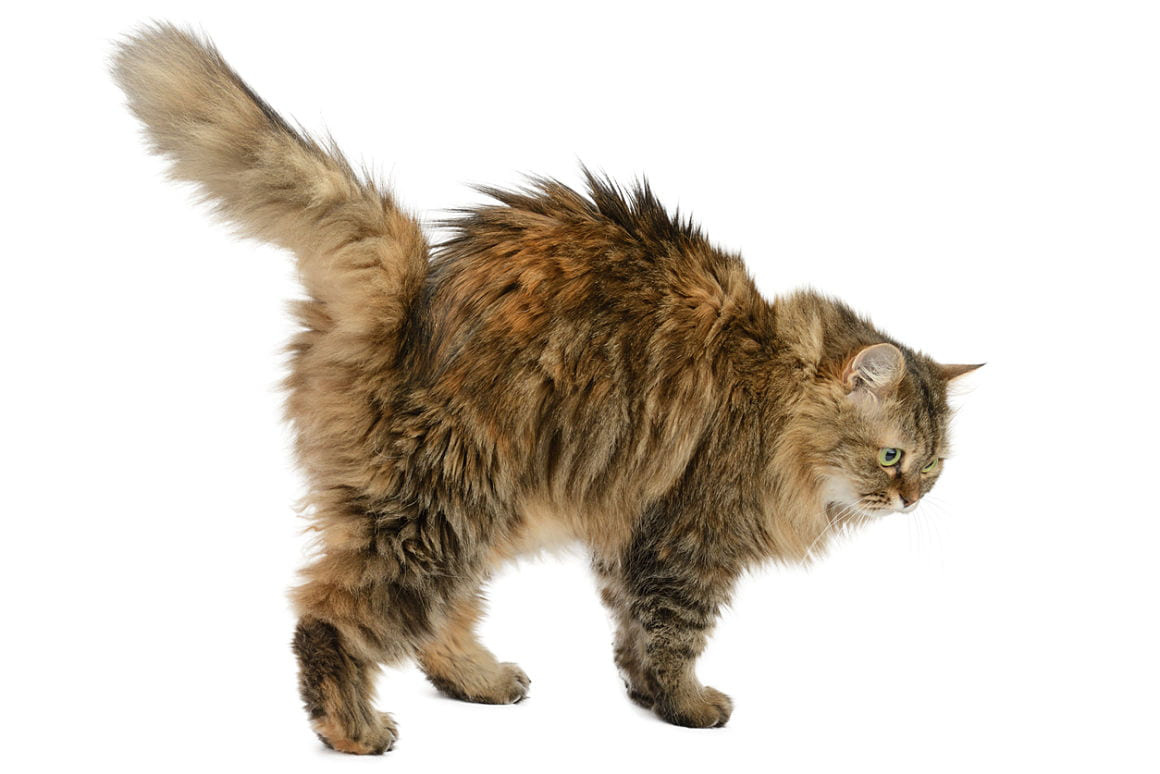 gato-arisco-causas.jpg