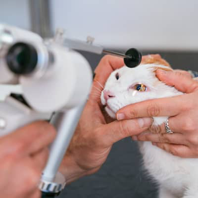 Conjuntivitis en gatos: causas y cuidados
