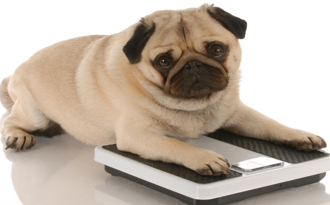 Peso ideal do seu c&atilde;o: Como descobrir?