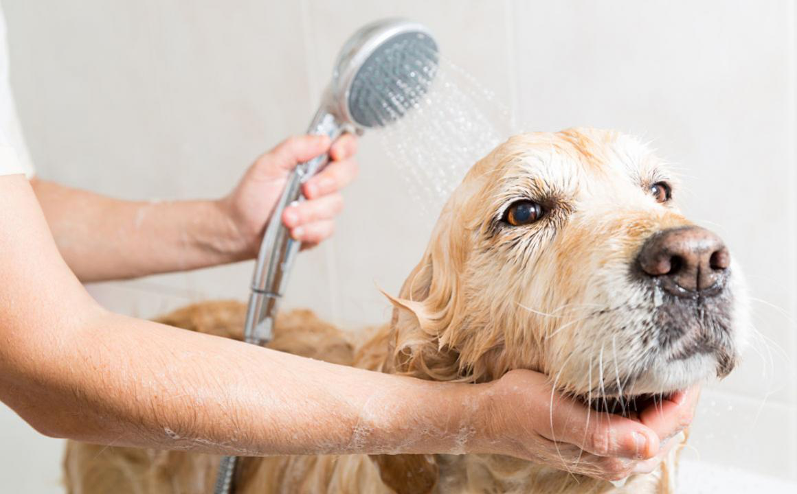 Comment laver un chien chez soi ?