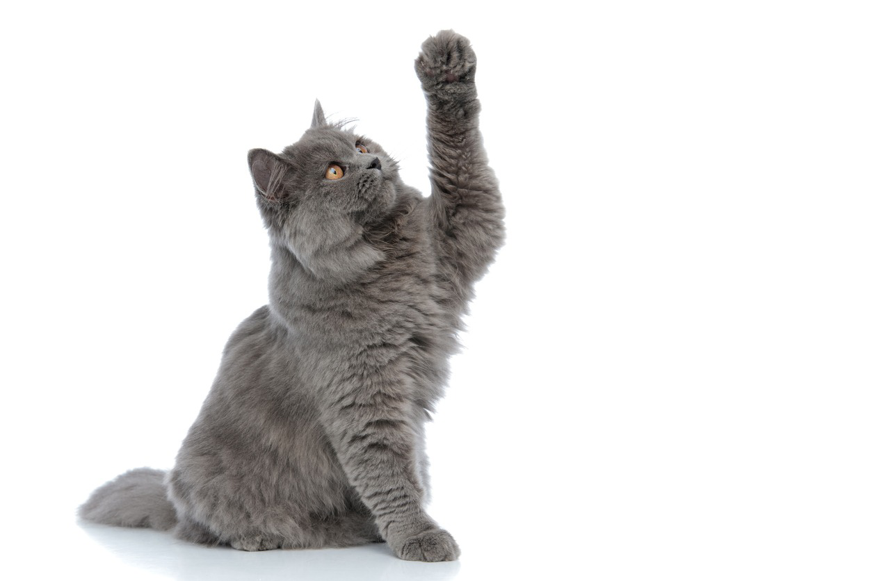 pata-rota-gato-2.jpg