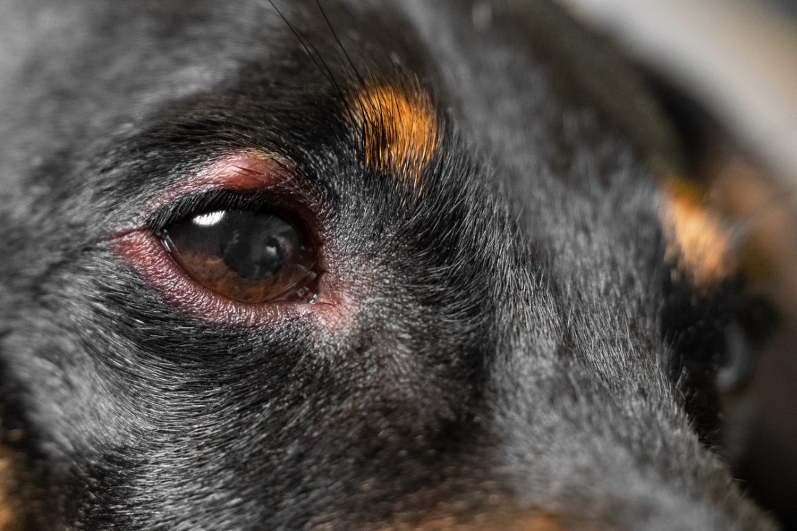 occhio-gonfio-cane-2.jpg