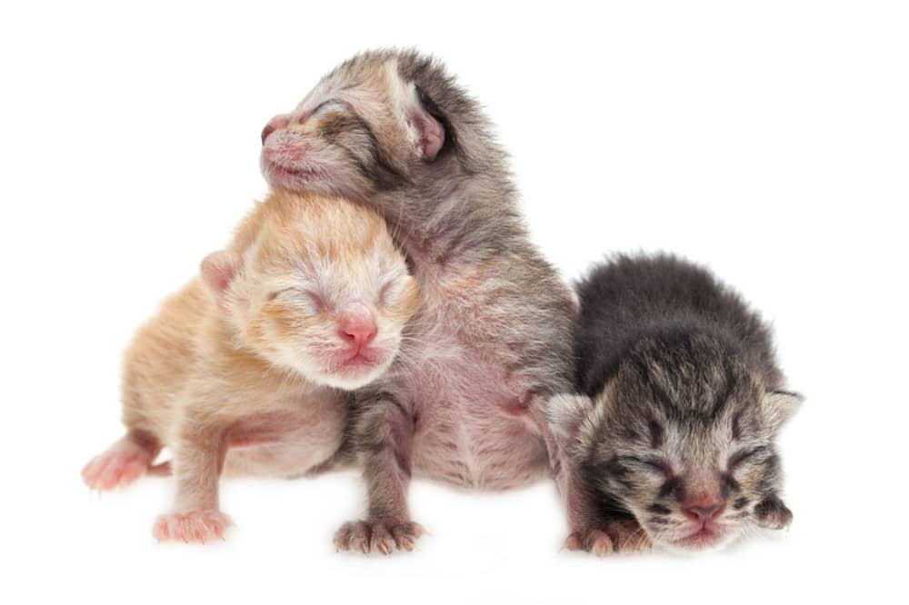 quand-les-chatons-ouvrent-les-yeux-002.jpg