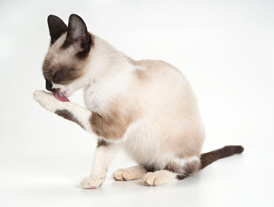 maladies-peau-chat-2.jpg