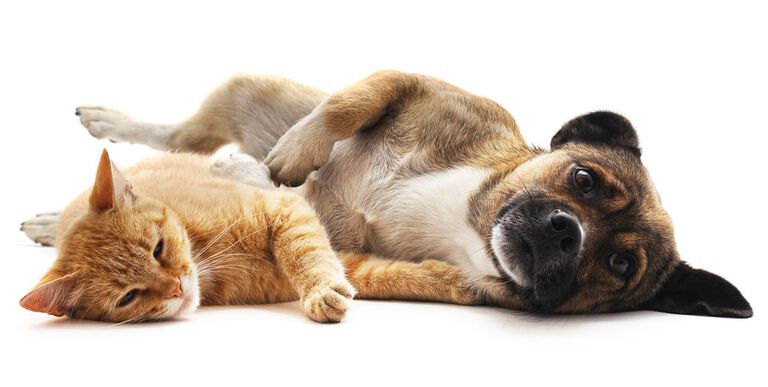 yetişkin kedi k&ouml;pek nasıl alıştırılır