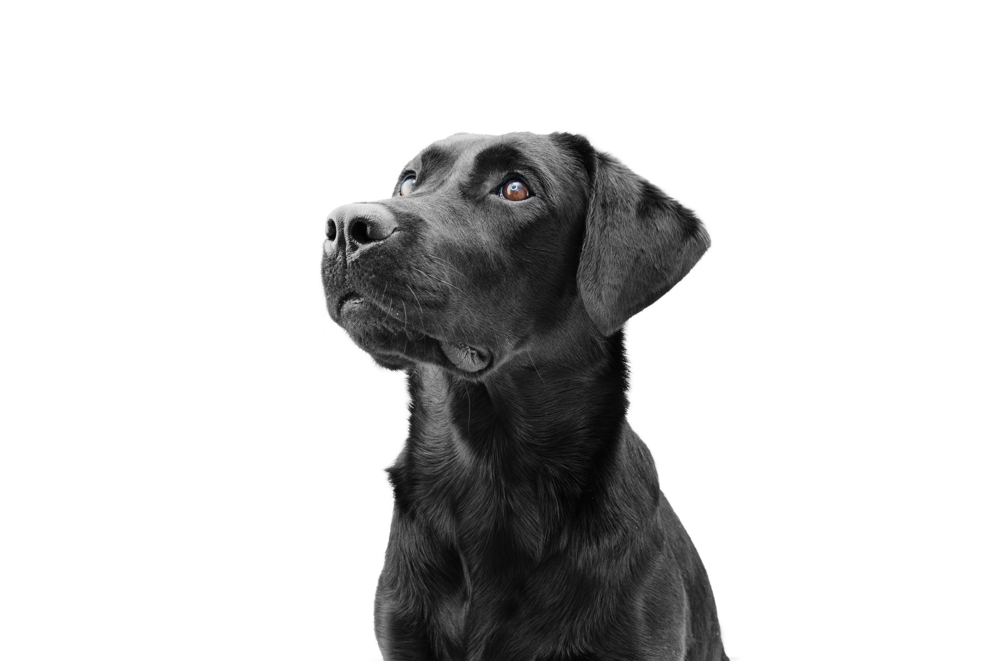 Perte d&rsquo;urine du chien adulte: quelles sont les causes?