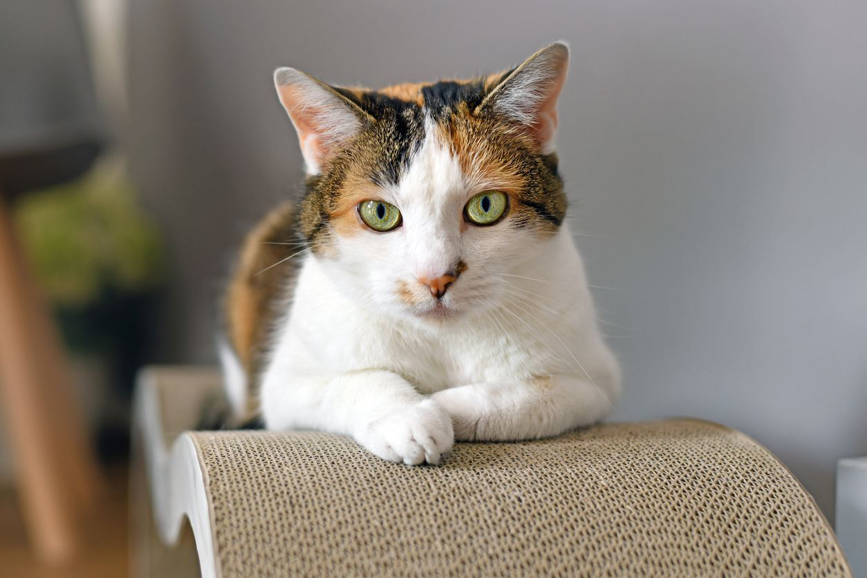 mi-gato-esta-decaido sintomas.jpg