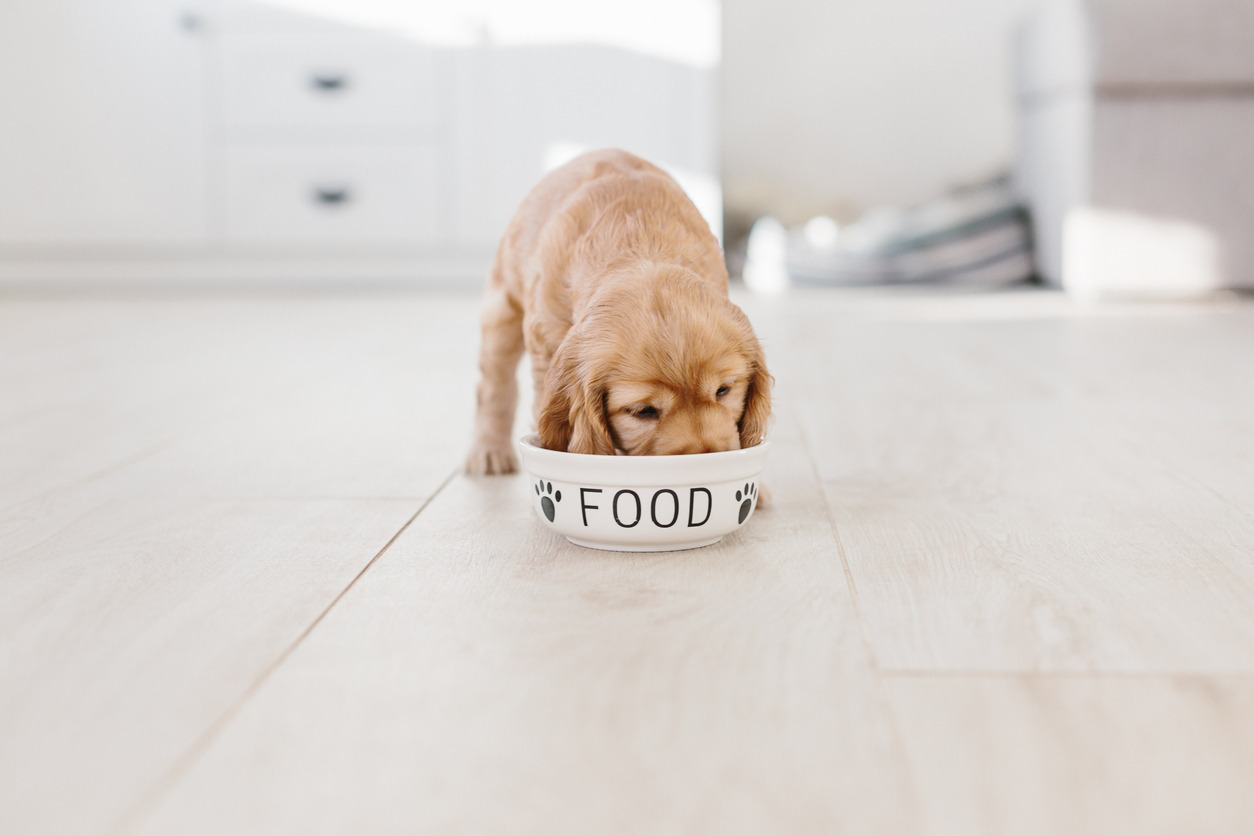 mejor-pienso-para-cachorros-caracteristicas.jpg
