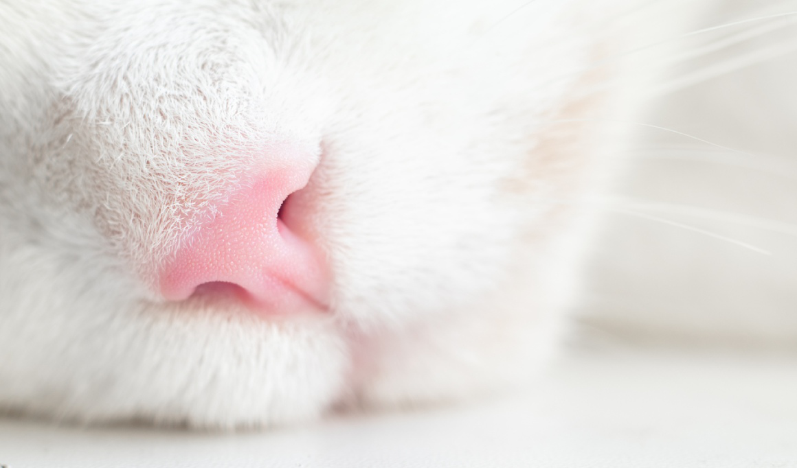 croute-noir-nez-chat-2.jpg