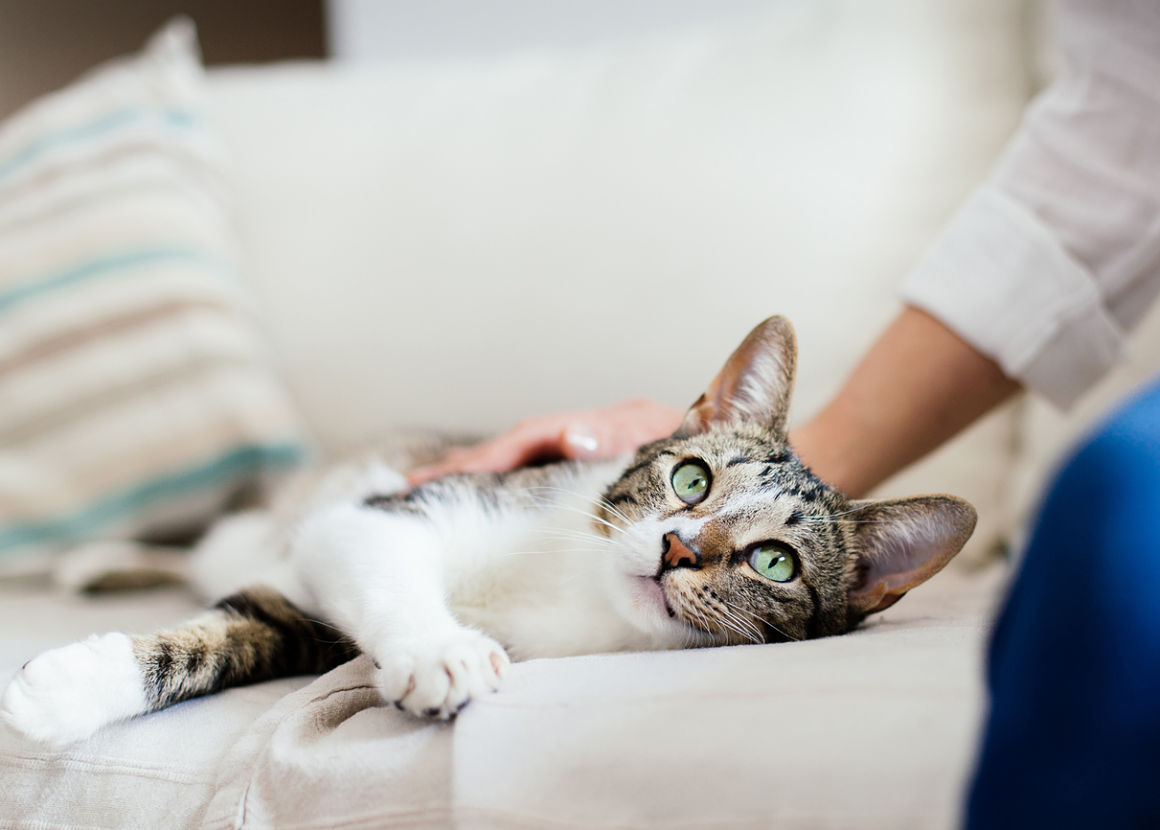 aloe-vera-gatos-2.jpg