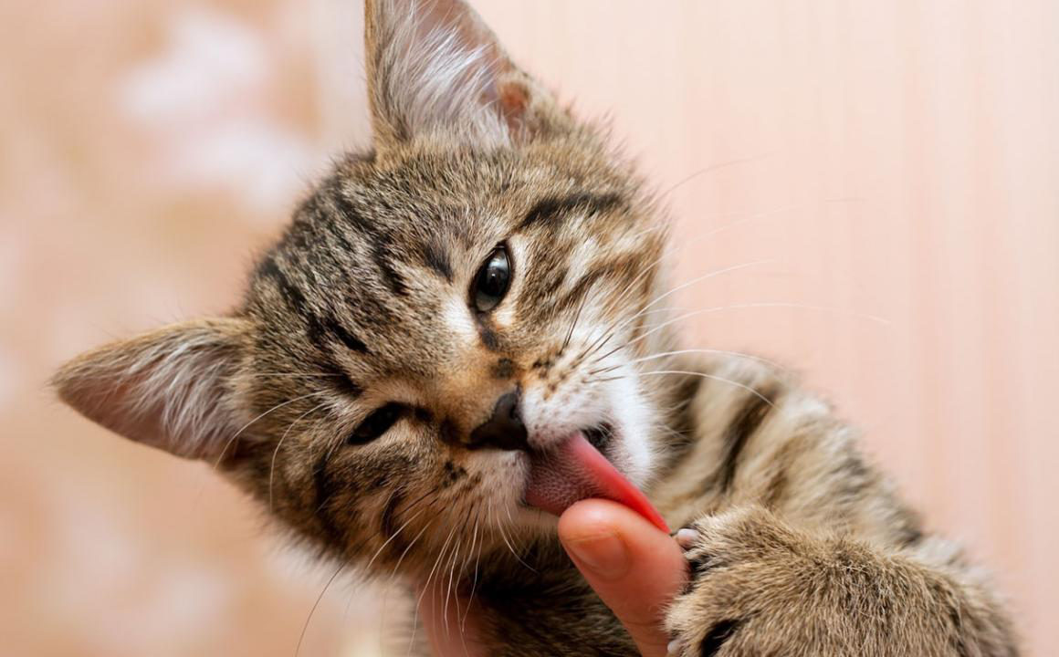 Il mio gatto mi lecca, perch&eacute;?