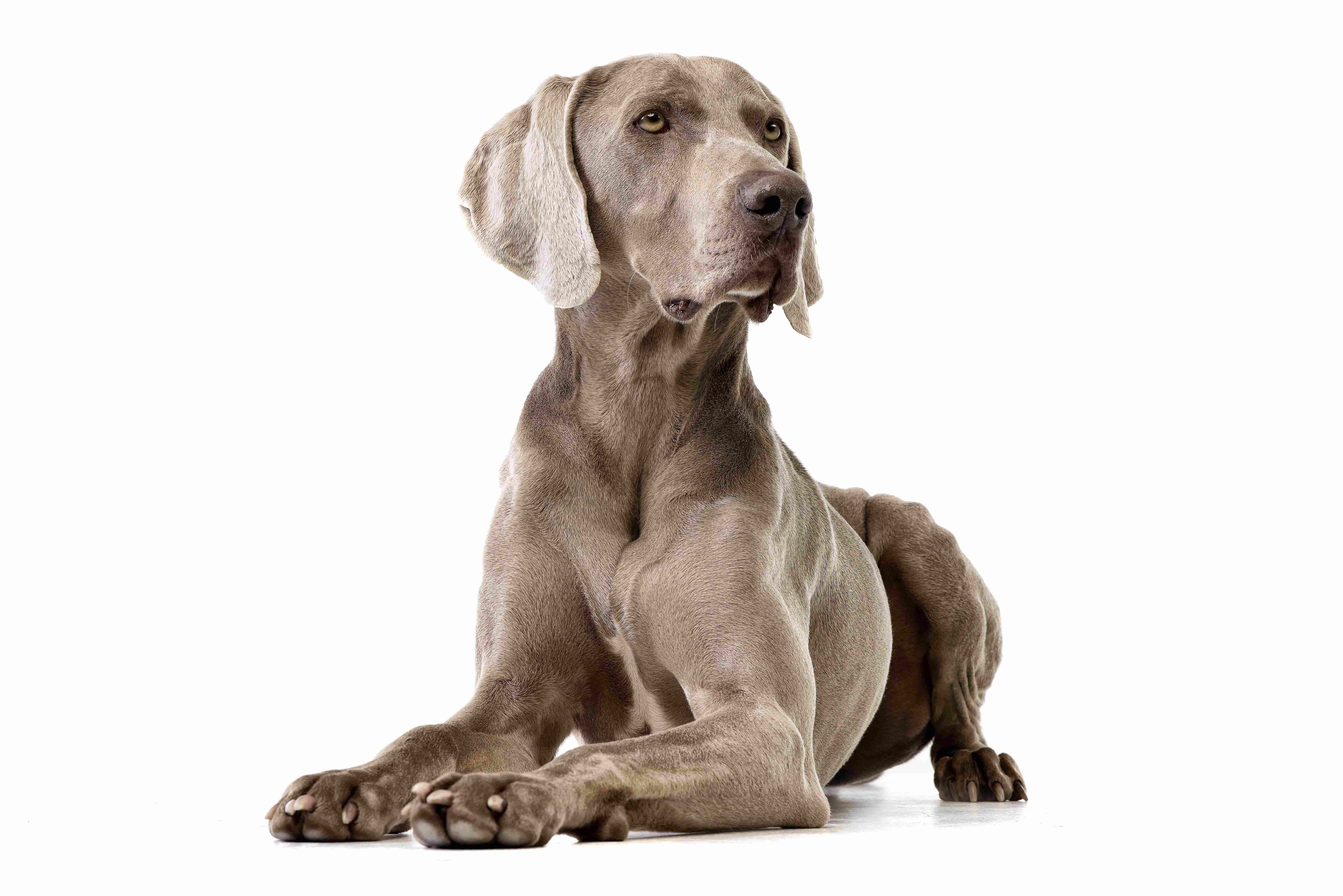 tremblements-chien-2.jpg