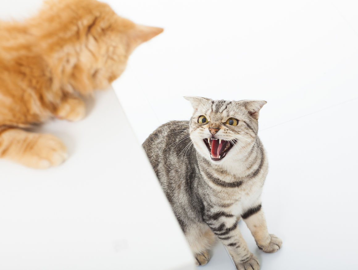 gatto-geloso-2.jpg