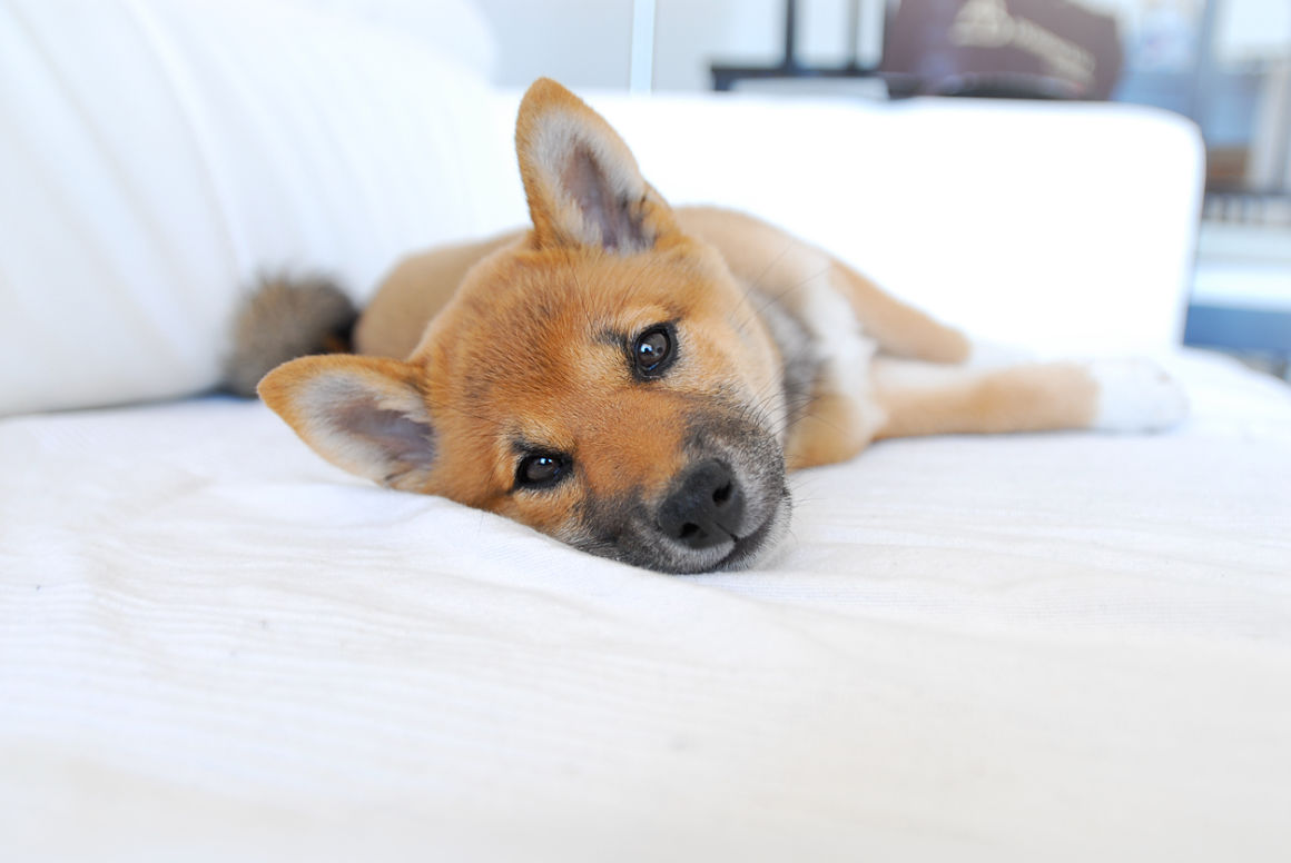 shiba_inu_2.jpg