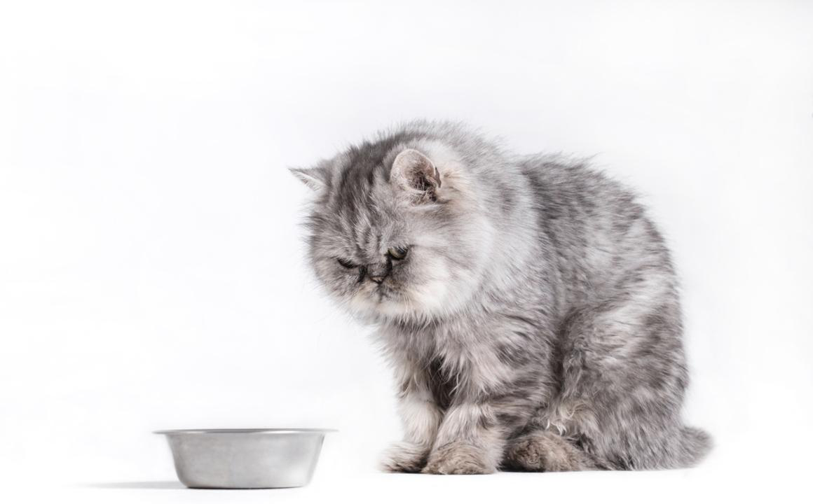 Estimular el apetito de tu gato: &iquest;c&oacute;mo hacerlo?
