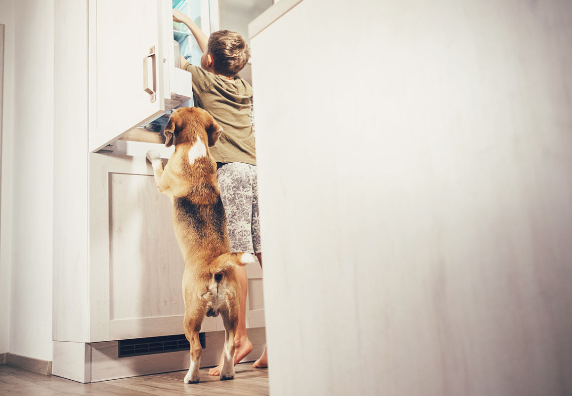 alimentos-malos-para-perros-2.jpg