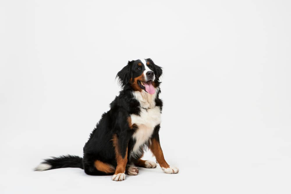 k&ouml;pekler-i&ccedil;in-probiyotik-002.jpg