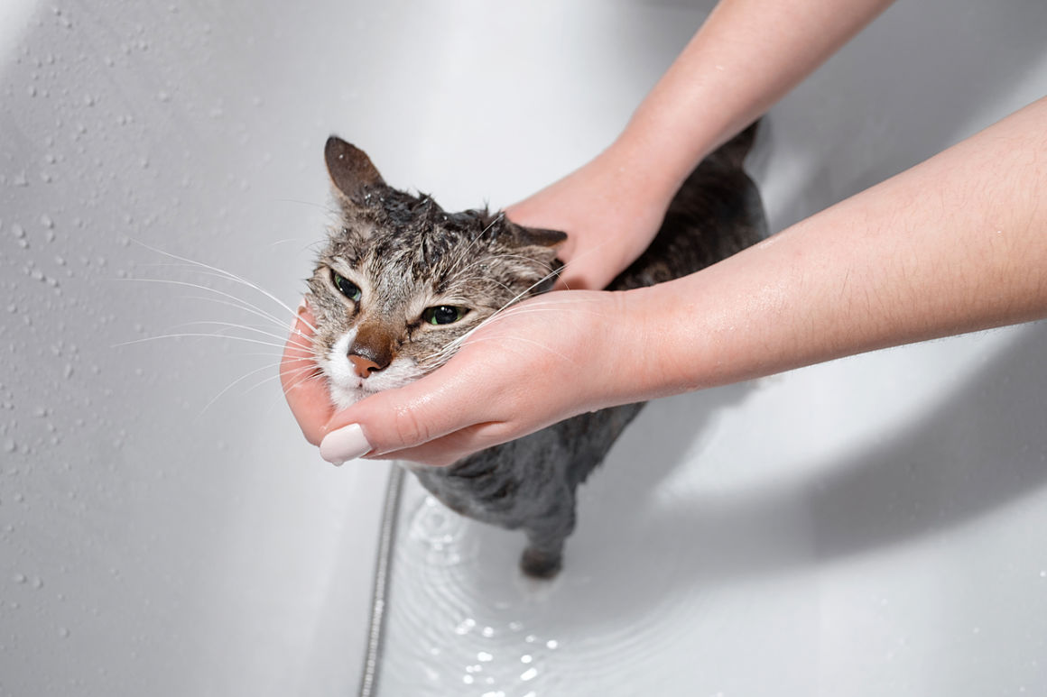 banar-a-un-gato-2.jpg