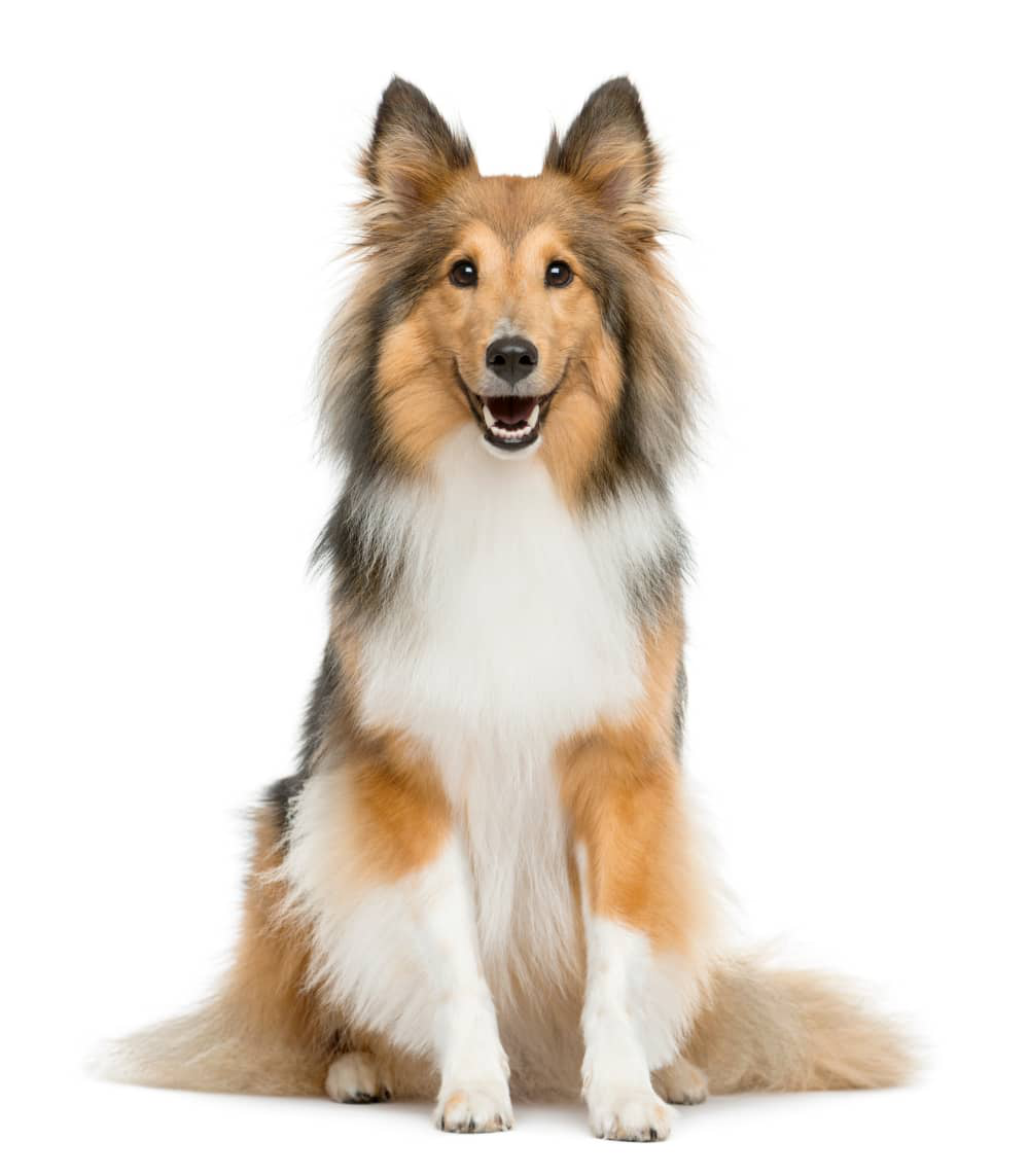 que-verduras-pueden-comer-los-perros-01.jpg