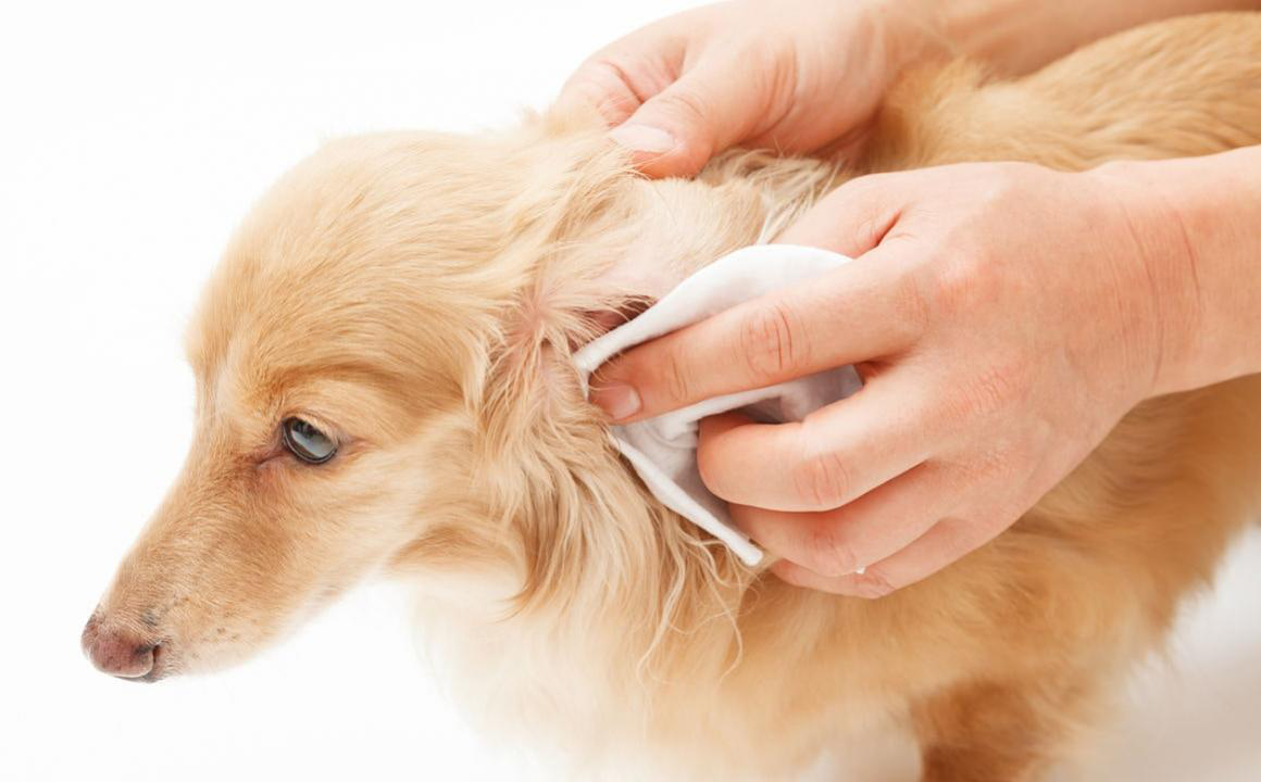 C&oacute;mo limpiar los o&iacute;dos a un perro paso a paso