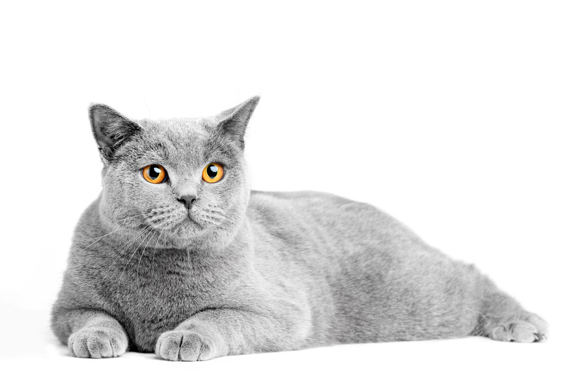 ojos_llorosos_en_gatos_2.jpg