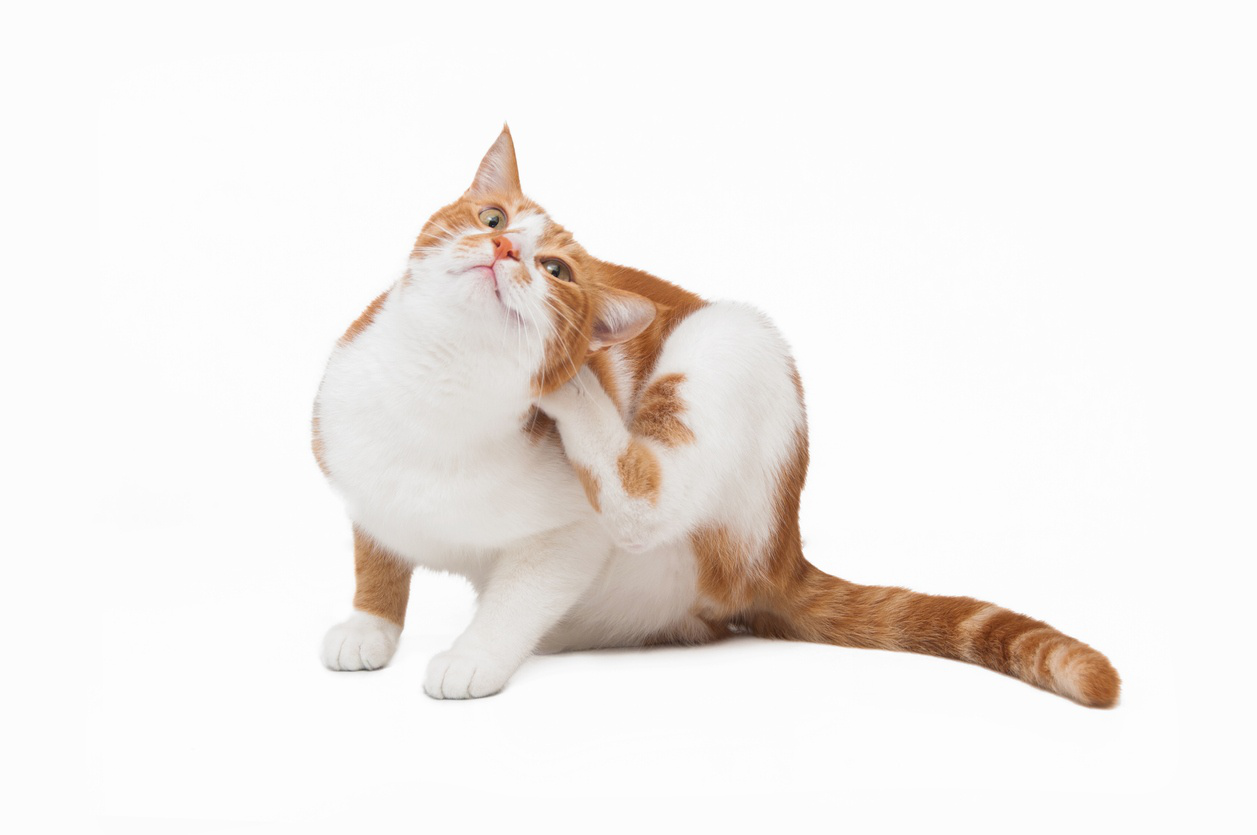 sintomas-alergia-gatos-2.jpg