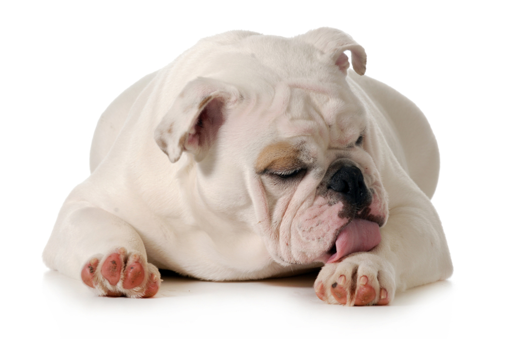 alergia-picadura-pulga-003.jpg