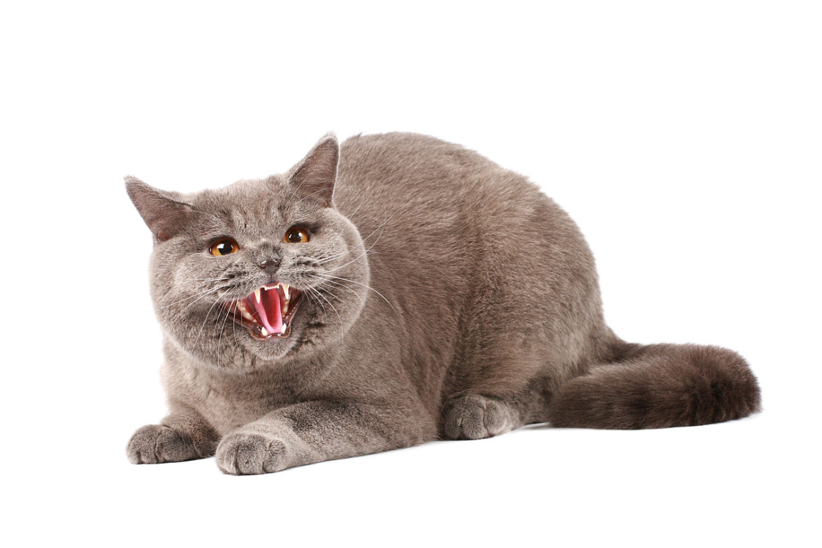 bufido-gato-2.jpg