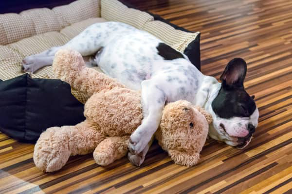 Embarazo psicol&oacute;gico en perros: s&iacute;ntomas, causas y tratamiento