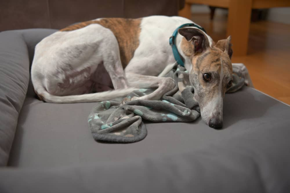k&ouml;peklerde-titreme-002.jpg