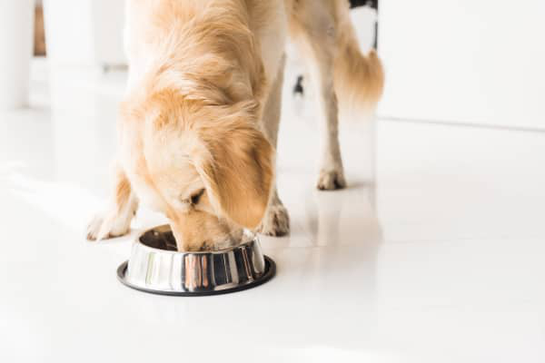 &iquest;Los perros pueden comer guisantes?