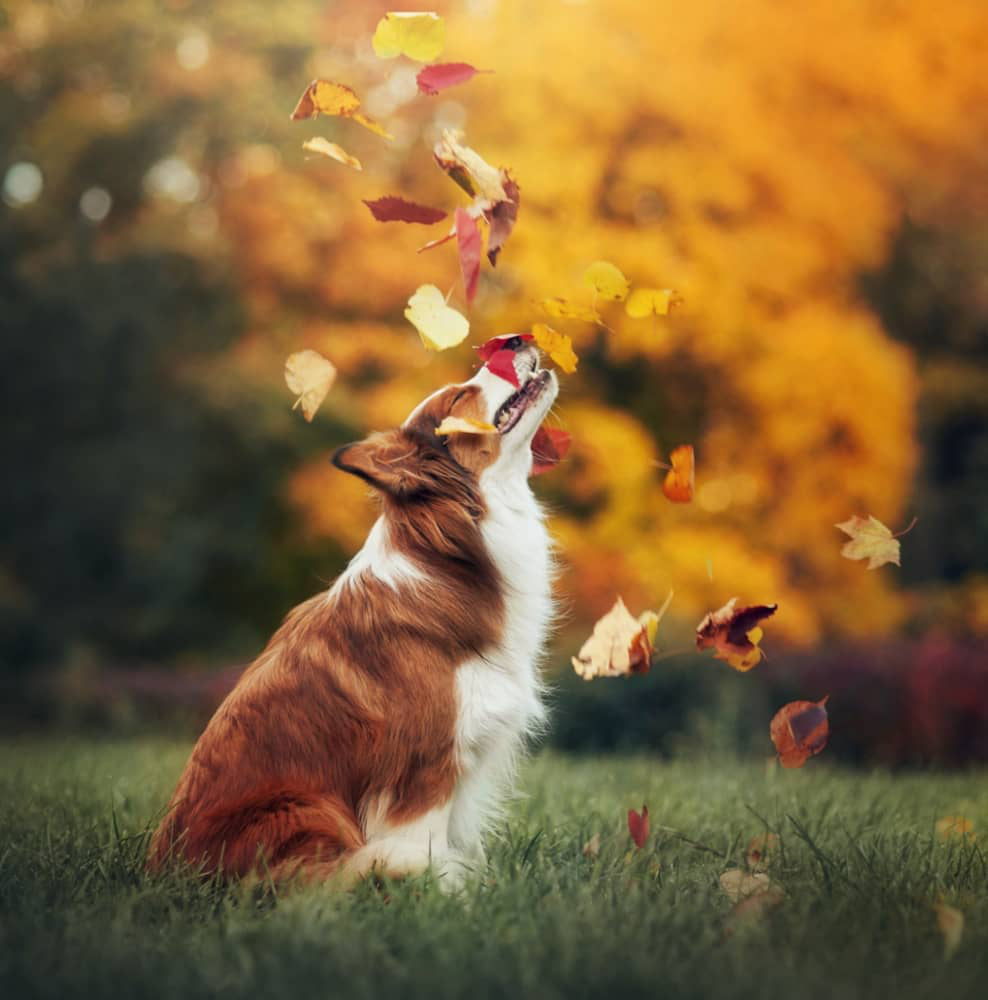 temps-digestion-chien-003.jpg