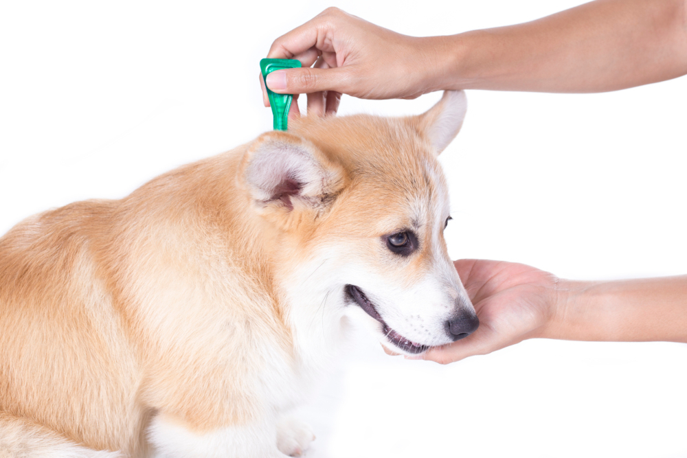 alergia-picadura-pulga-004.jpg