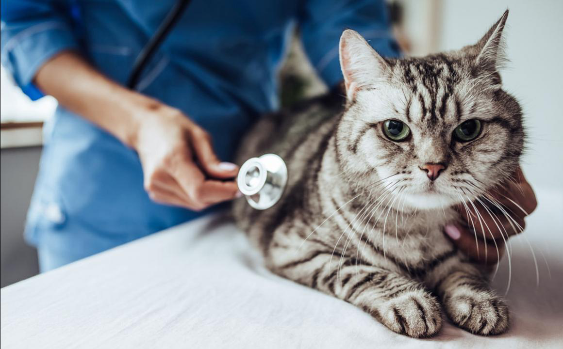 Neumon&iacute;a en gatos: &iquest;qu&eacute; puedo hacer?