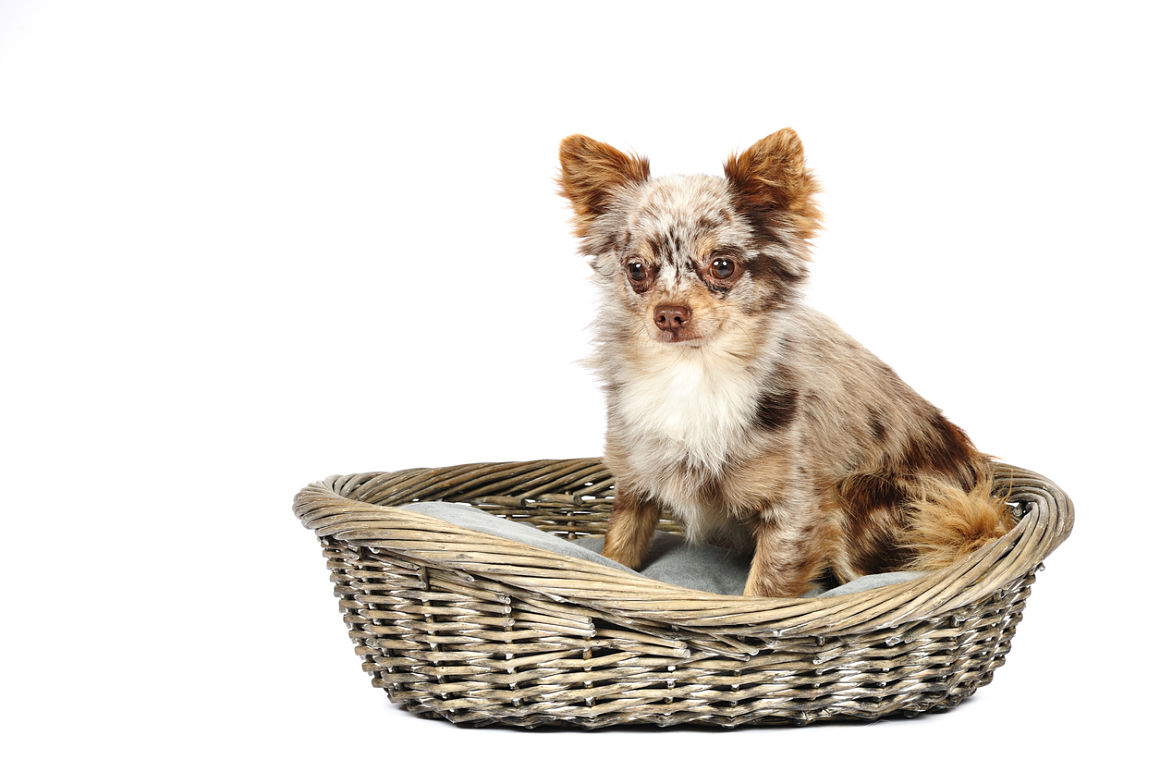 colapso-traqueal-perro-2.jpg